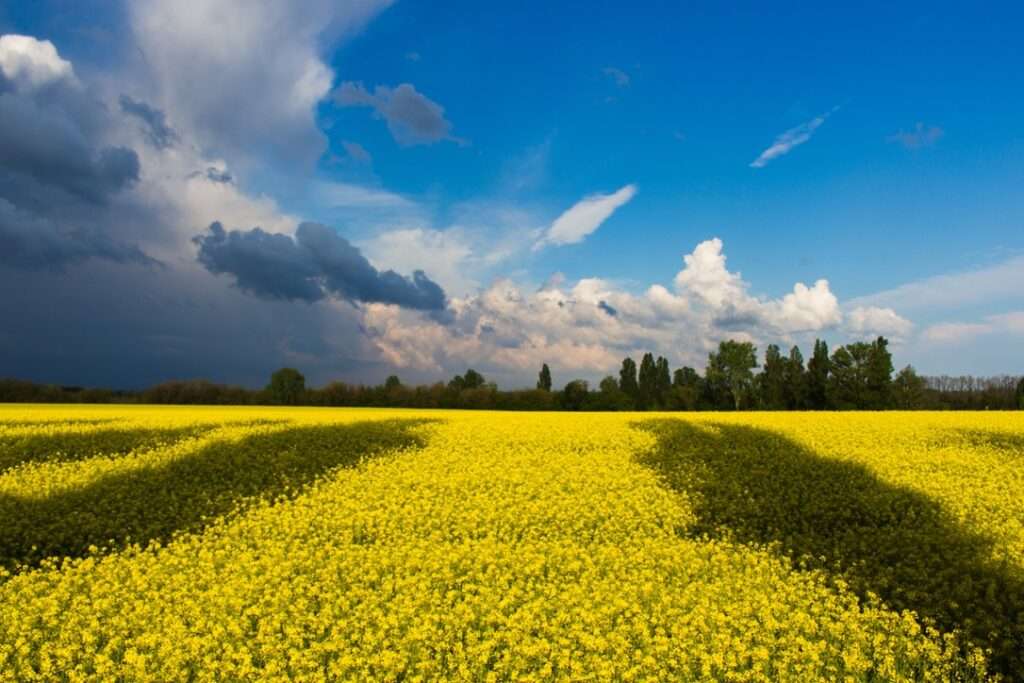 Ukrainian blue sky and field covered in yellow flowers on a sunny day.