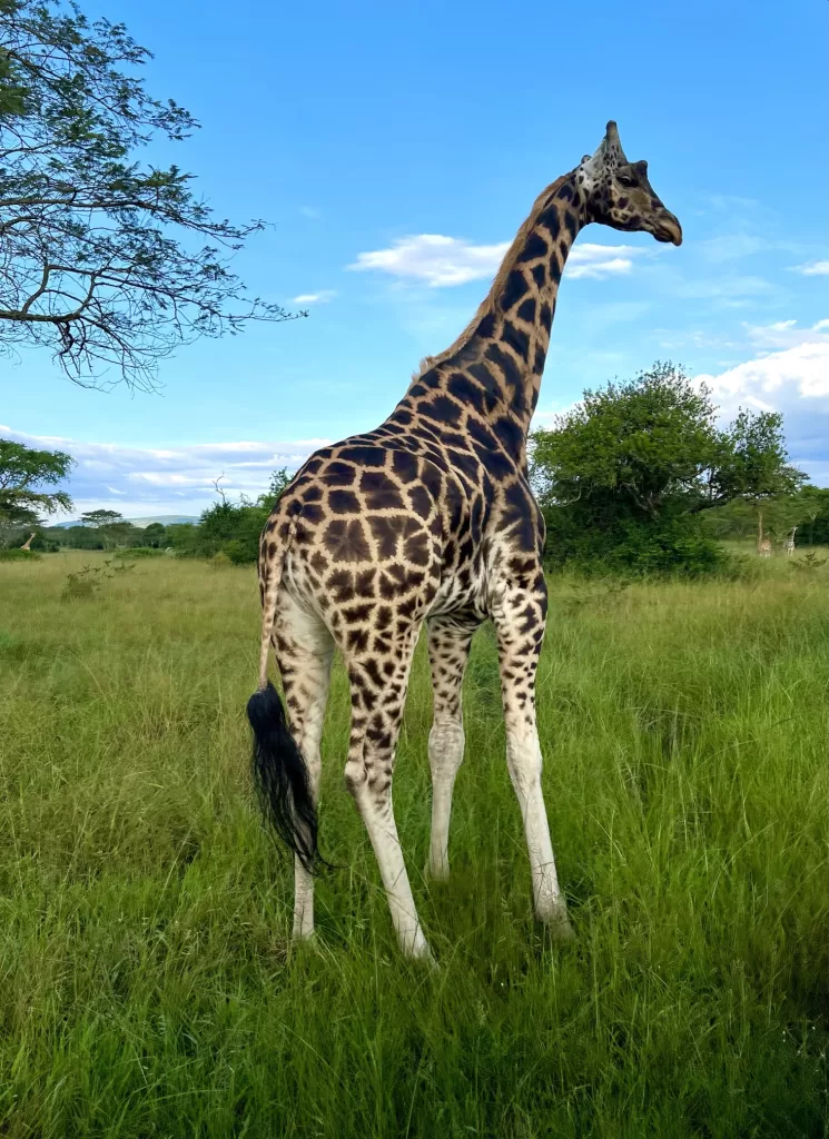 Adult giraffe standing in a green field surrounded by Acacia trees and a blue sky.