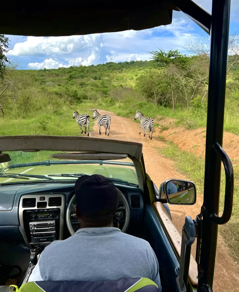 3 zebra's on a dirt road surrounded by green "bush", followed by a driver in open topped Avian Safaris truck.